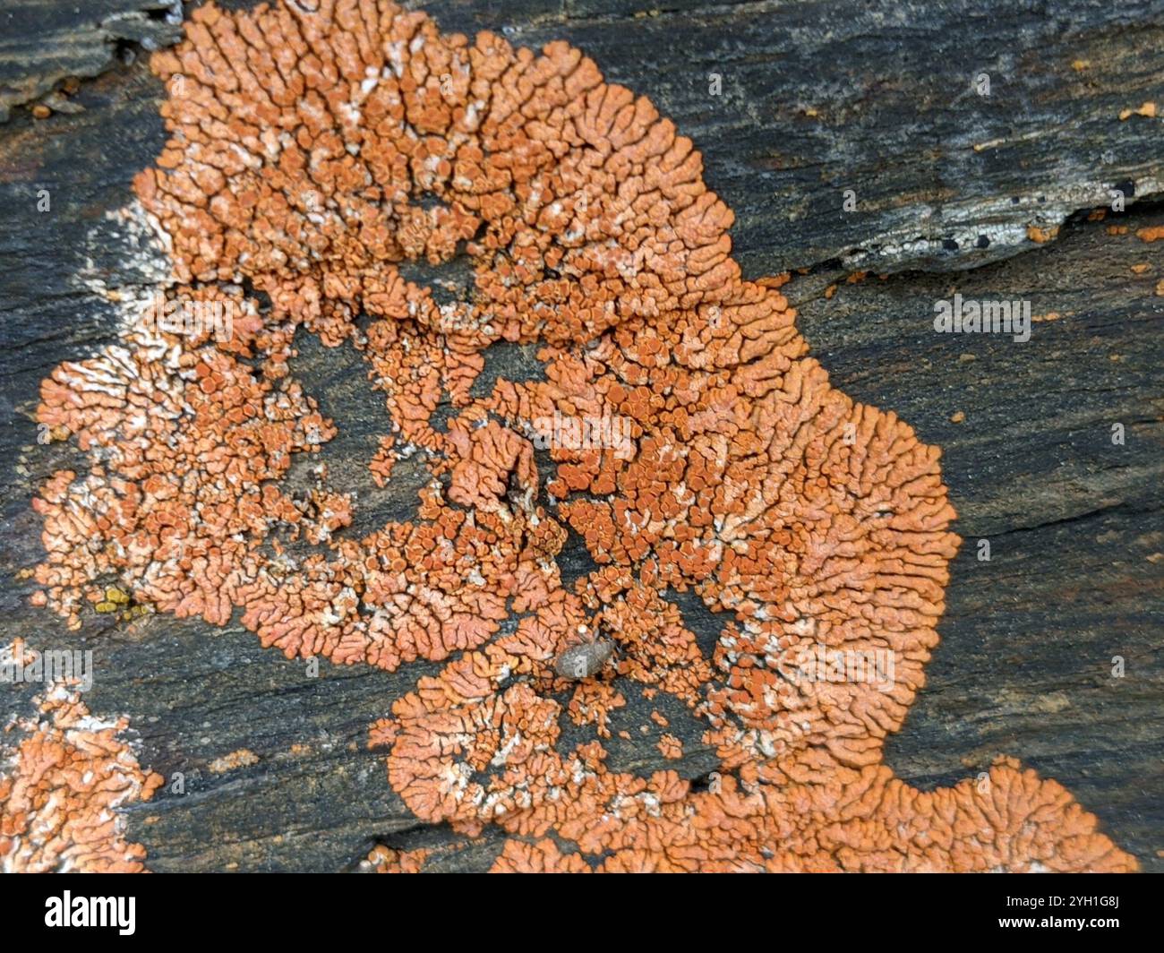 Elegant Sunburst Lichen (Rusavskia elegans) Stock Photo