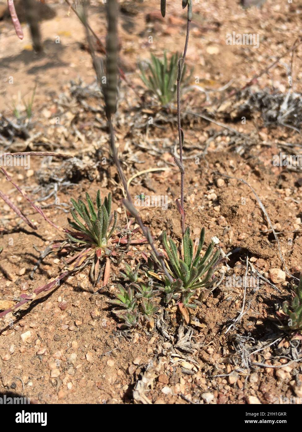 rabbit-ear rockcress (Boechera pendulina Stock Photo - Alamy