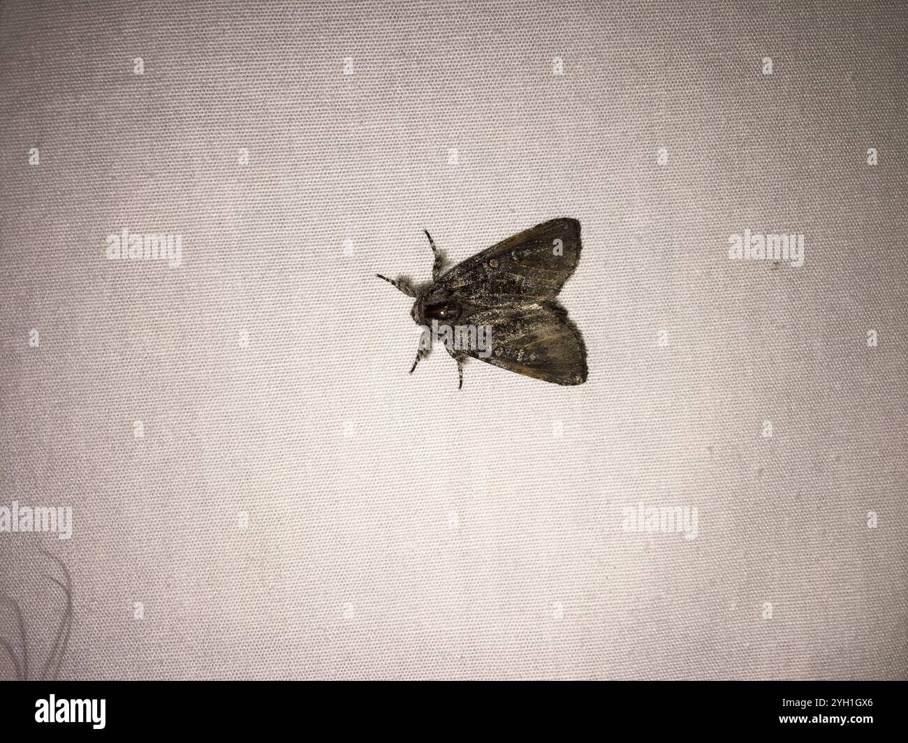 Broth Moth Brother Moth (Raphia frater Stock Photo - Alamy
