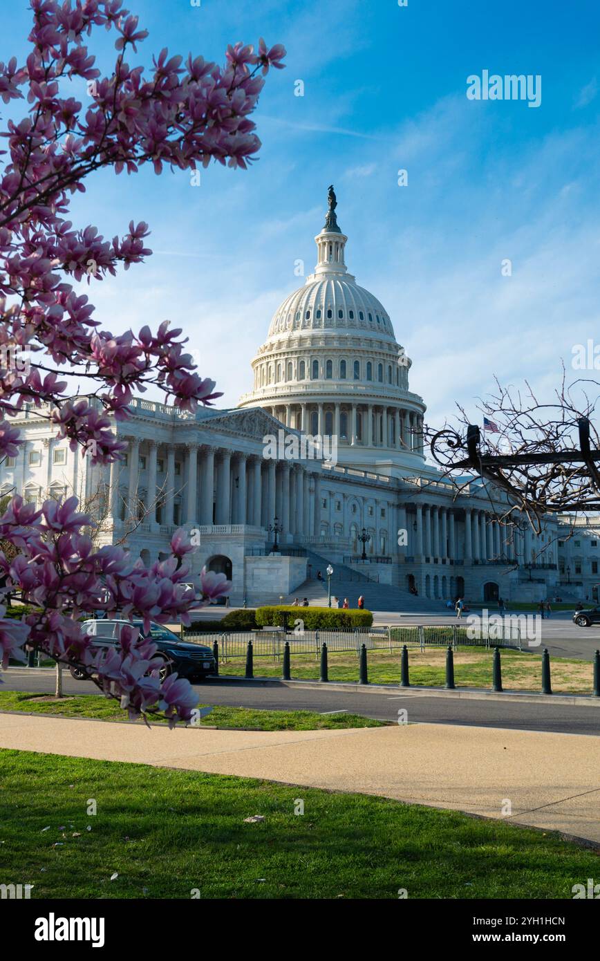 Capitol building at spring blossom magnolia tree, Washington DC. U.S ...