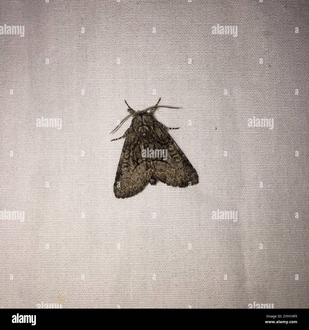 Broth Moth Brother Moth (Raphia frater Stock Photo - Alamy