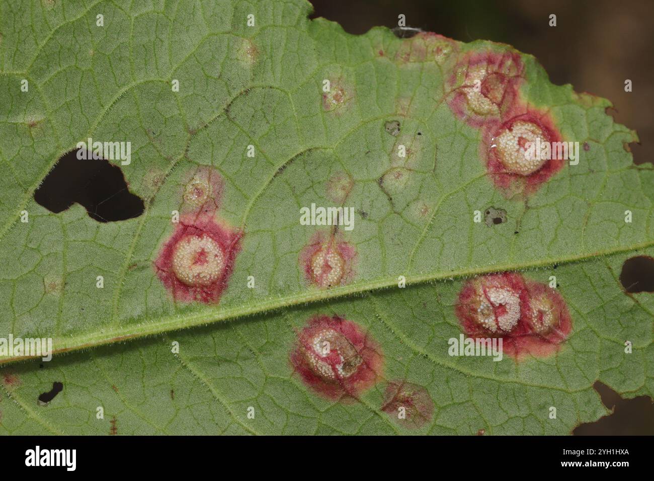 Water Reed Rust Identification reed rust (Puccinia phragmitis Stock Photo - Alamy