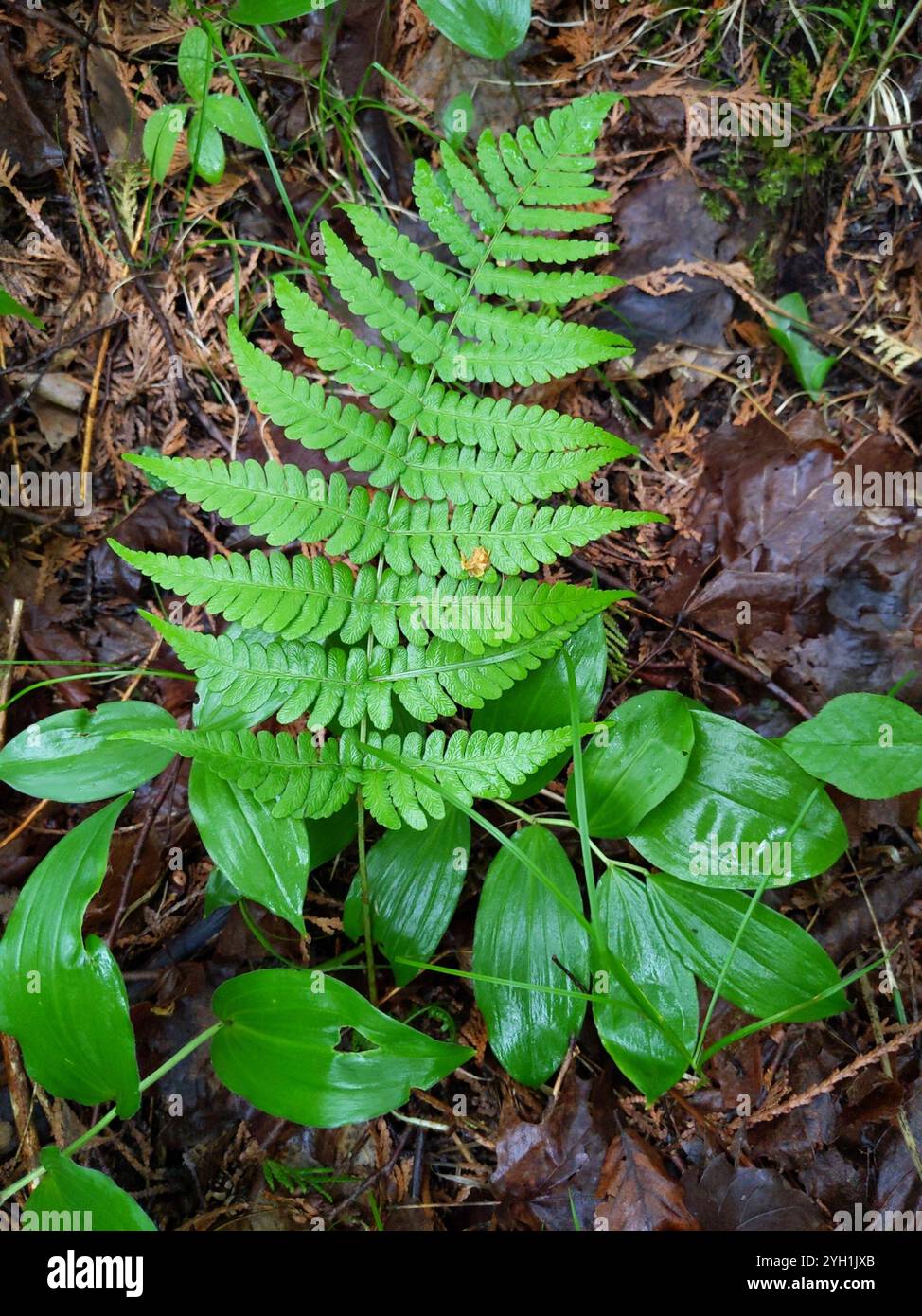 marginal wood fern (Dryopteris marginalis Stock Photo - Alamy