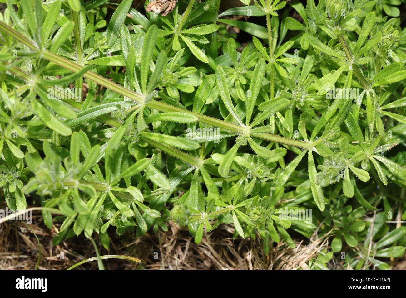 catchweed bedstraw (Galium aparine Stock Photo - Alamy