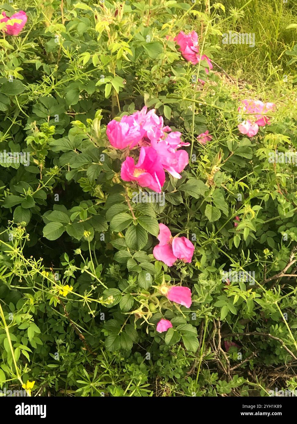 rugosa rose (Rosa rugosa Stock Photo - Alamy