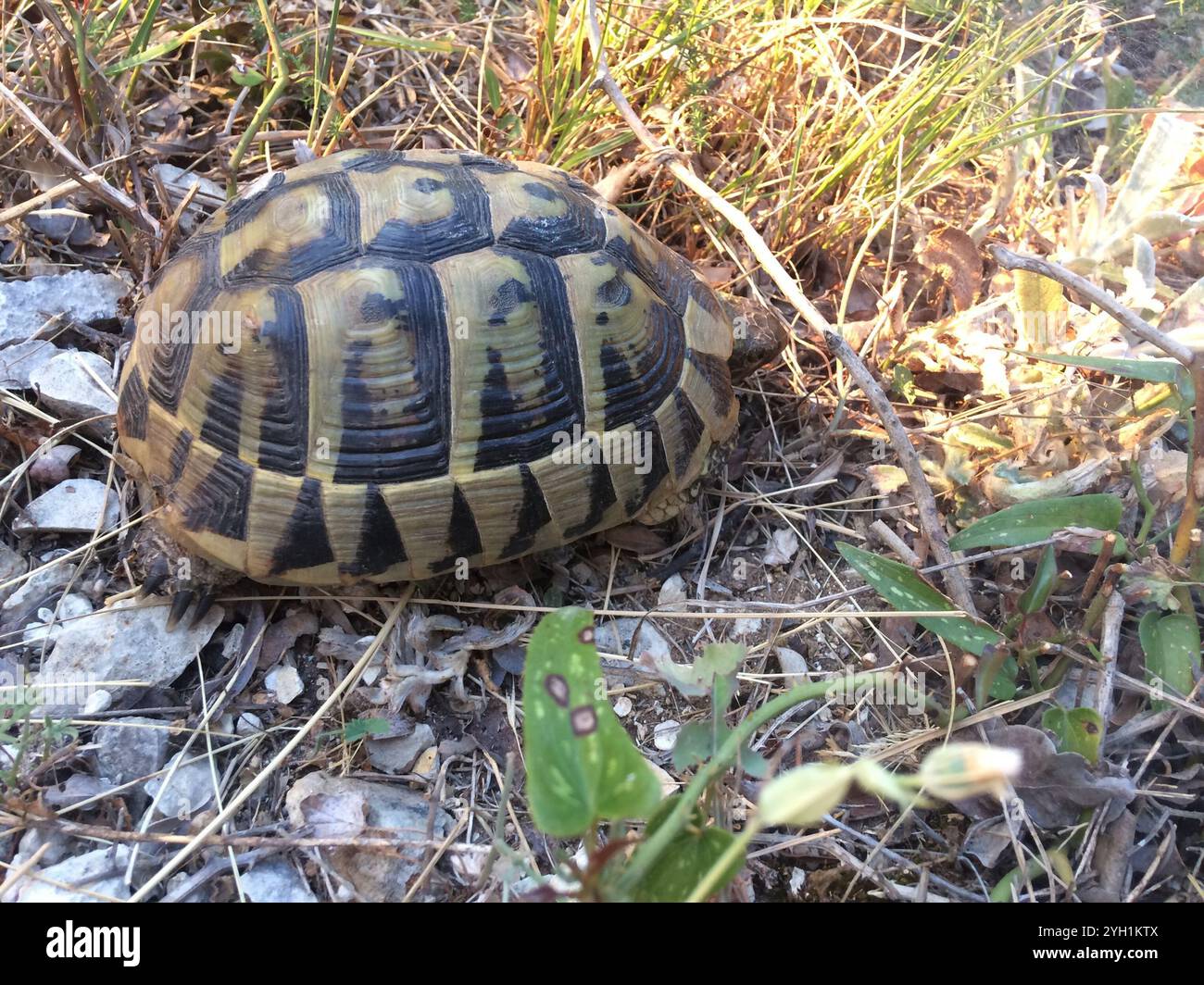Hermann's Tortoise (Testudo hermanni Stock Photo - Alamy