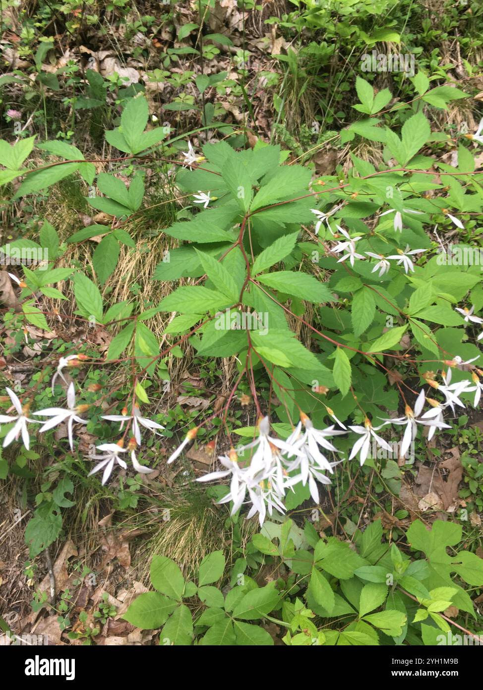Bowman's root (Gillenia trifoliata Stock Photo - Alamy