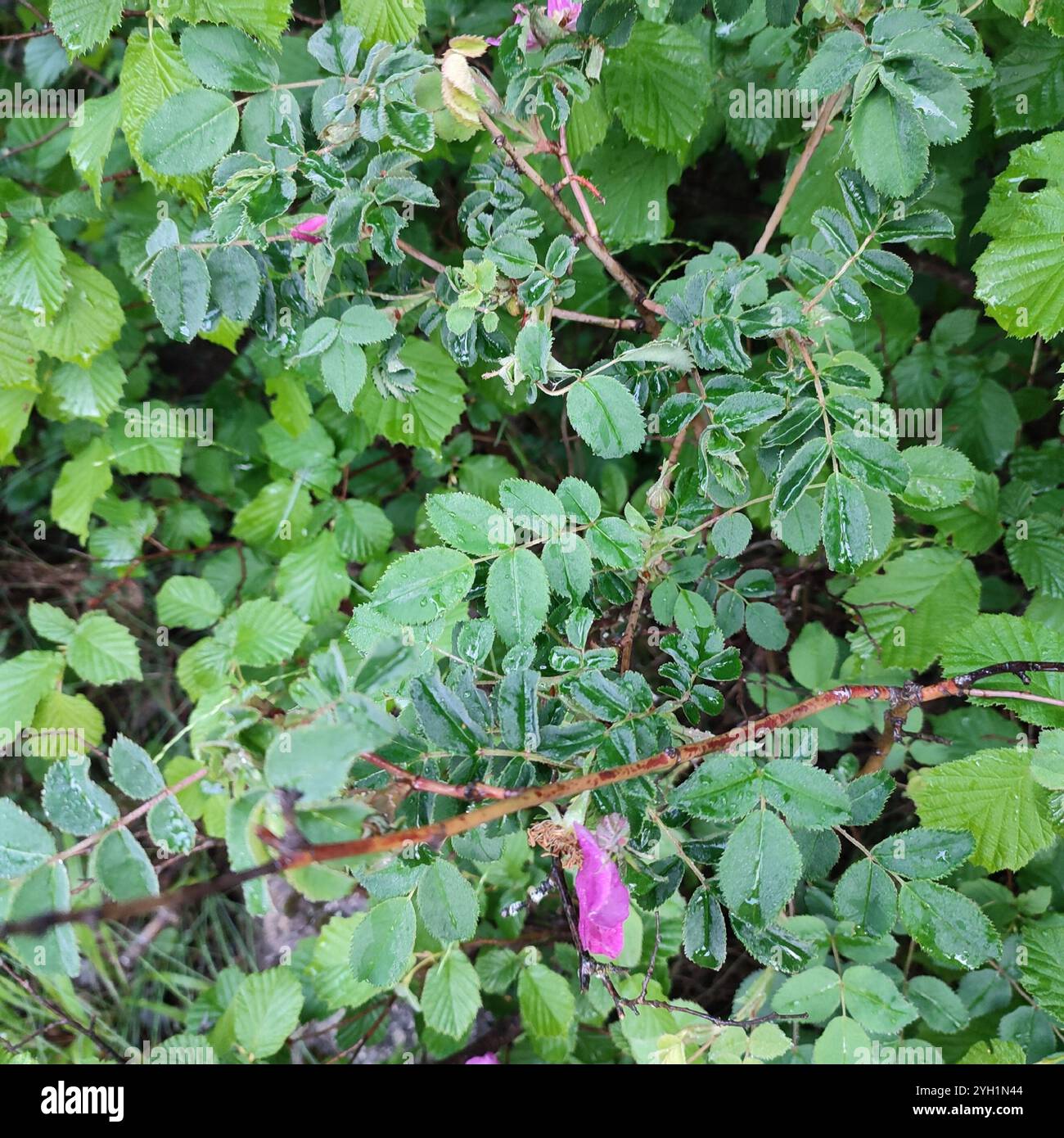 Alpine Rose (Rosa pendulina Stock Photo - Alamy