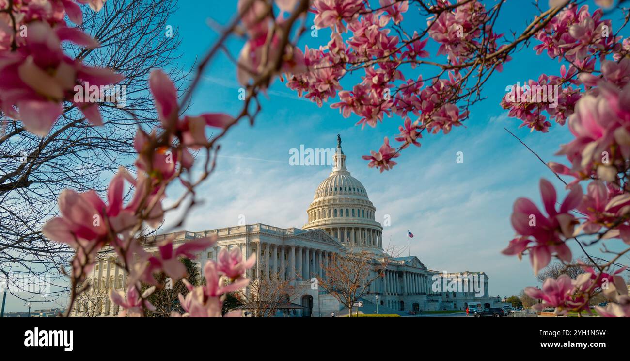 Capitol building at spring blossom magnolia tree, Washington DC. U.S ...