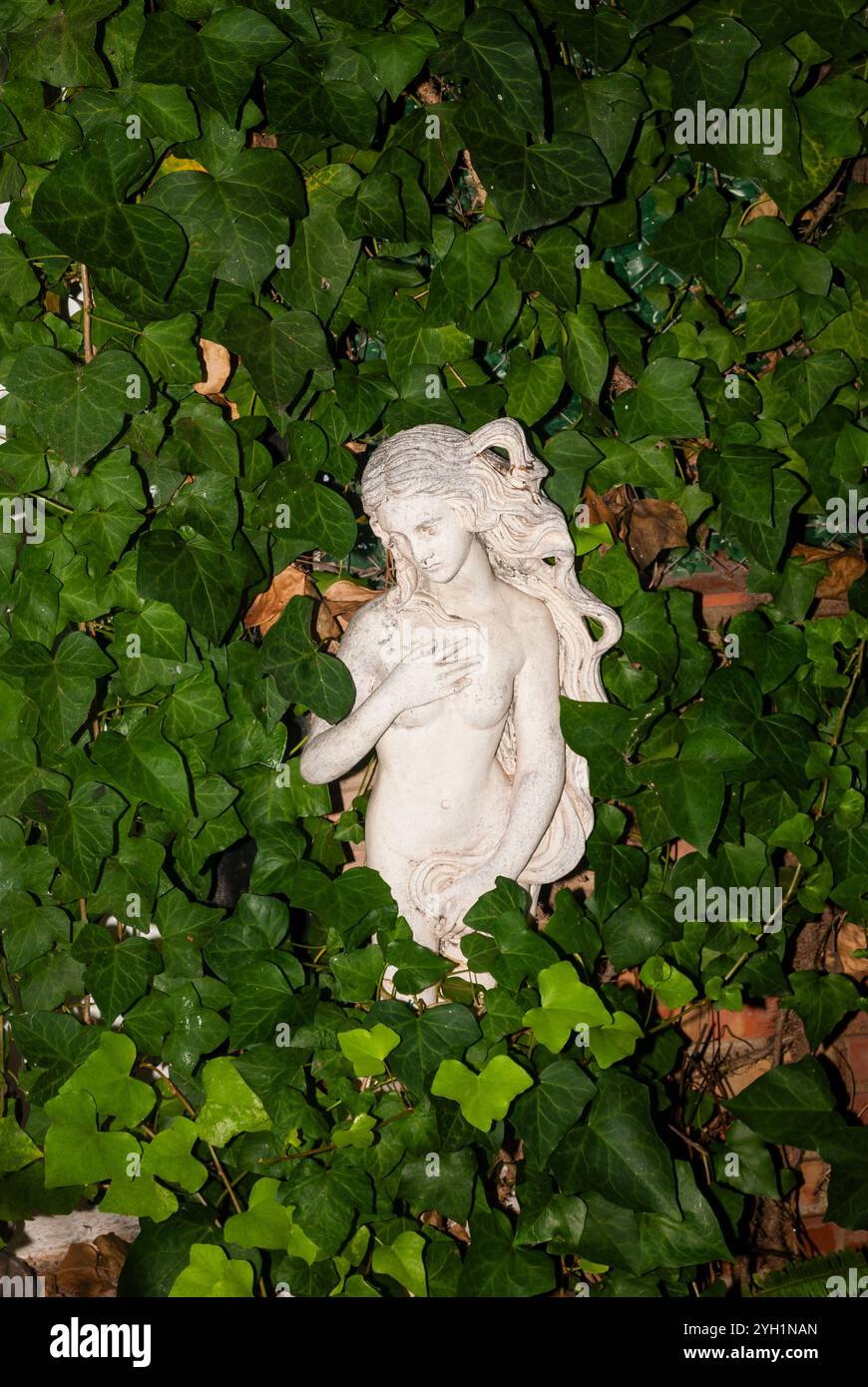 The Birth of Venus statue gracefully emerges, partially veiled by dense, vibrant green ivy leaves Stock Photo