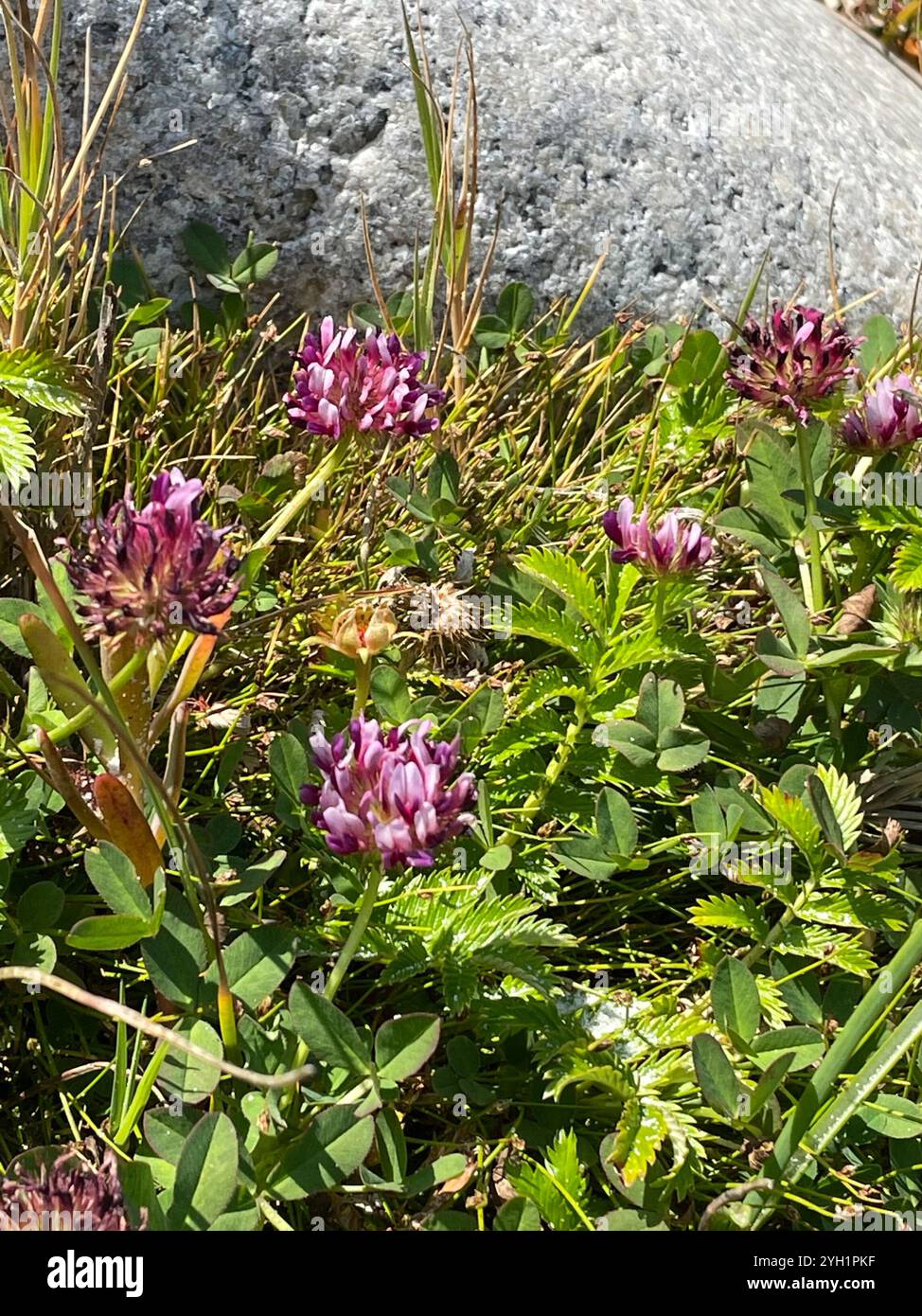 springbank clover (Trifolium wormskioldii Stock Photo - Alamy