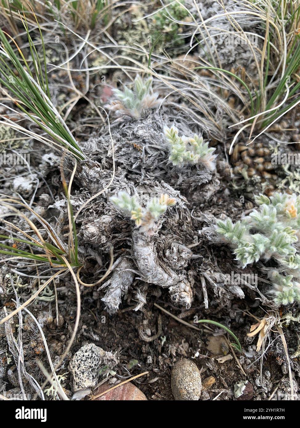 Rabbit-foot Crazyweed (Oxytropis lagopus conjugans Stock Photo - Alamy