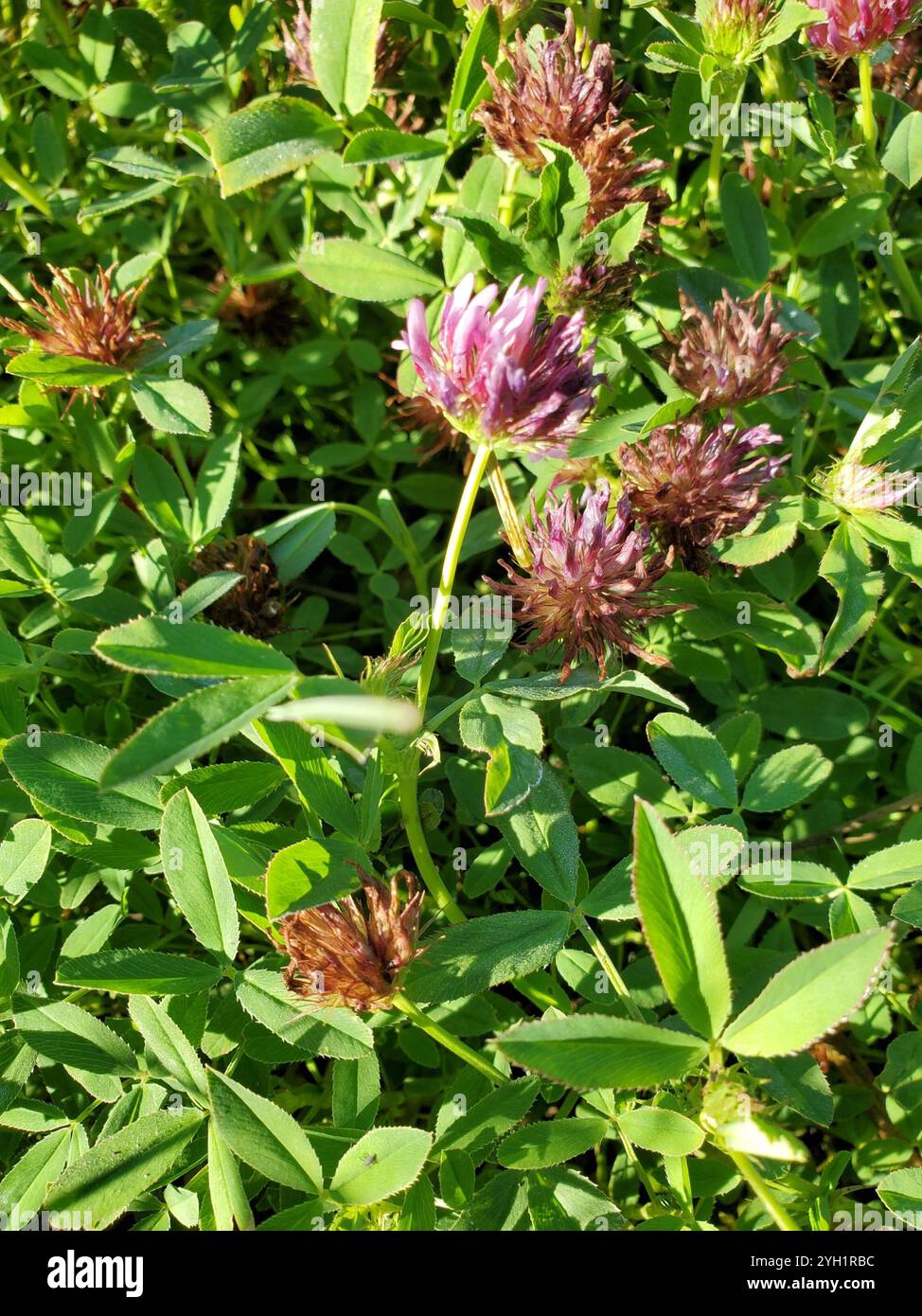 springbank clover (Trifolium wormskioldii Stock Photo - Alamy
