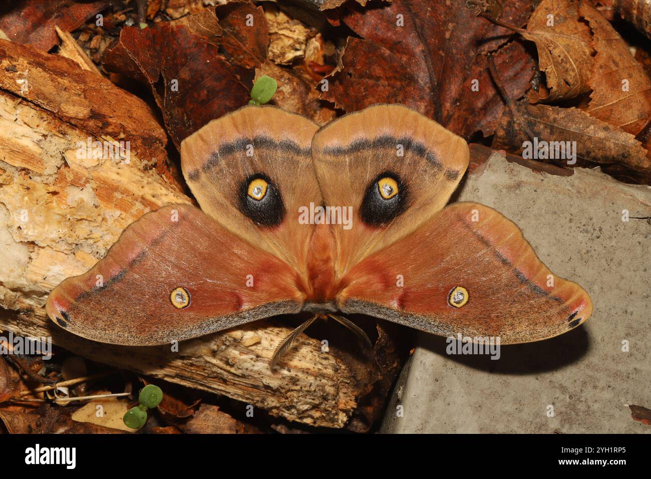 Polyphemus Moth (Antheraea polyphemus Stock Photo - Alamy