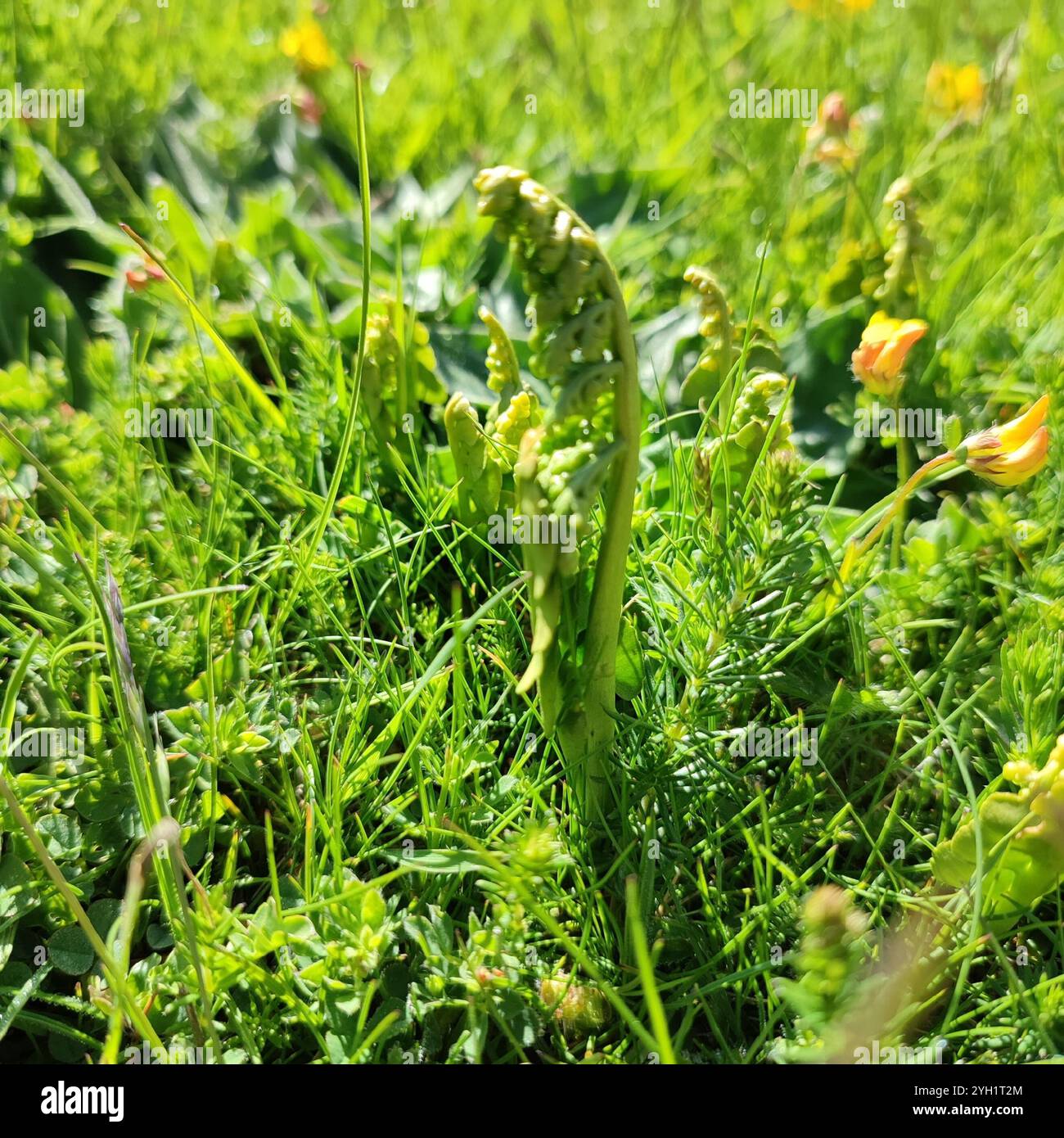 The common moonwort hi-res stock photography and images - Alamy
