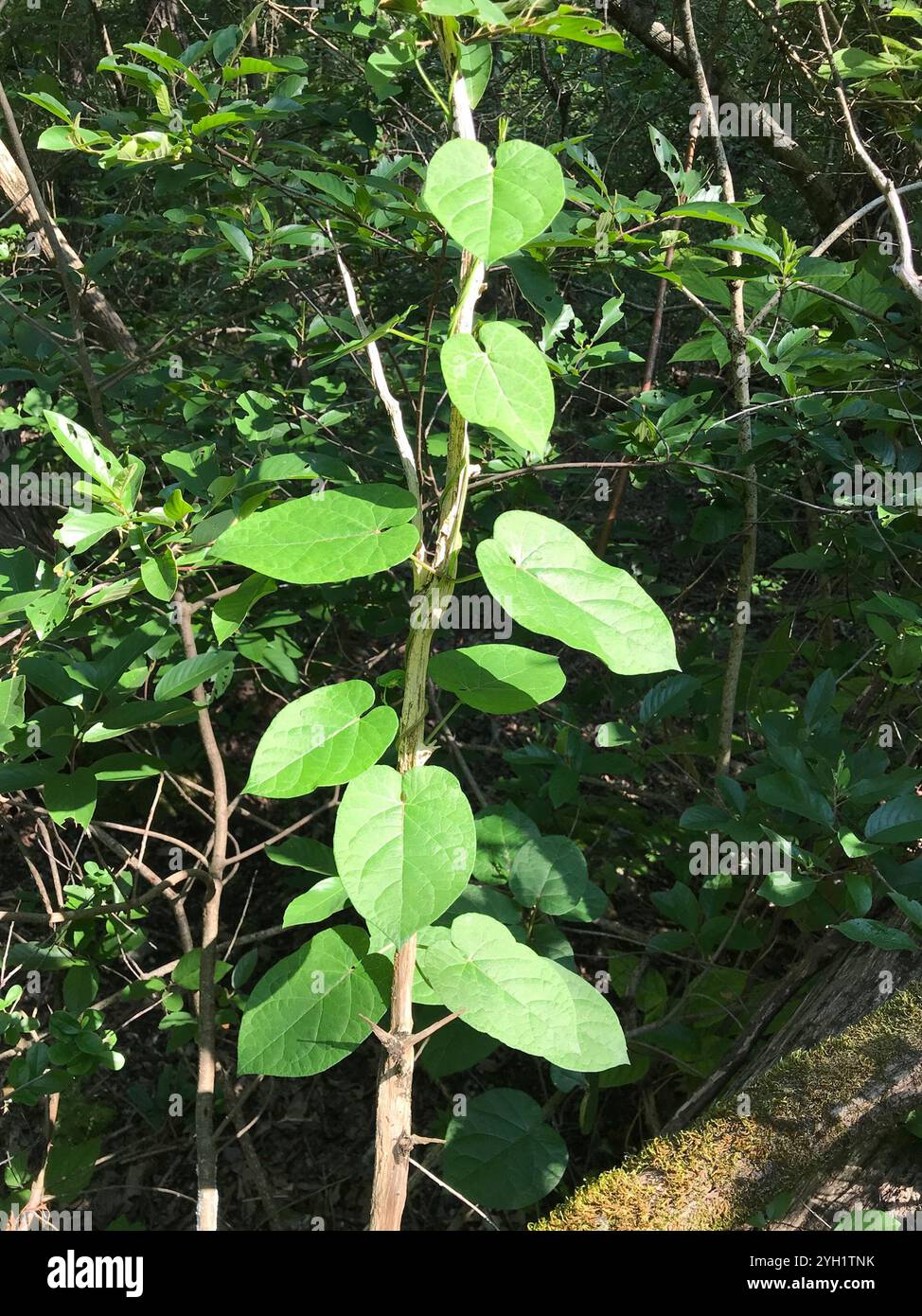 Suberosus hi-res stock photography and images - Alamy