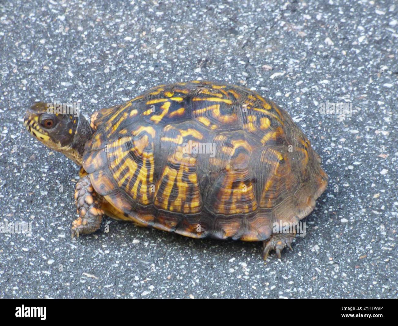 Eastern Box Turtle (Terrapene carolina carolina Stock Photo - Alamy