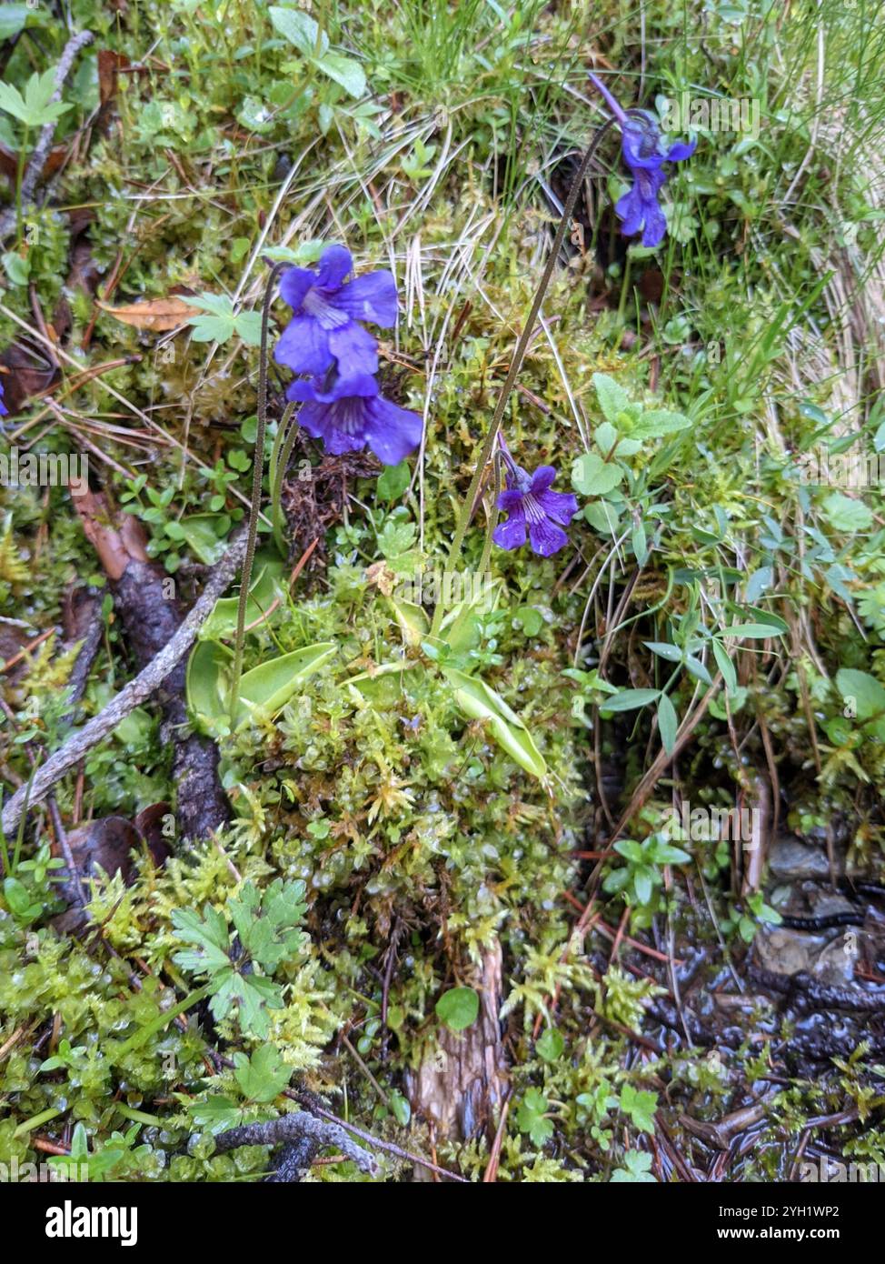 Semi Di Pinguicula Grandiflora – Pianta Carnivora – 10 Semi Selezionati