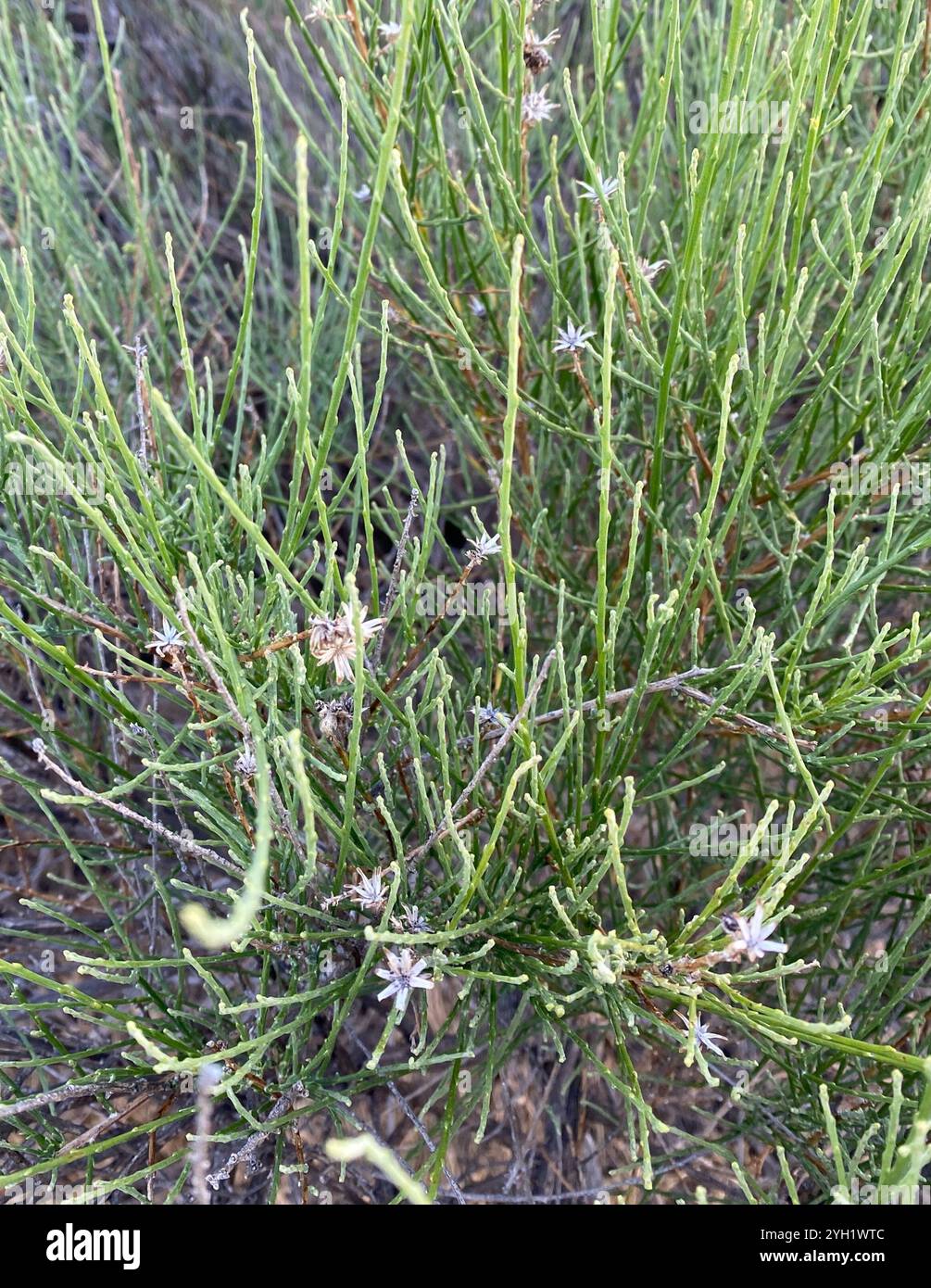 California broomsage hi-res stock photography and images - Alamy
