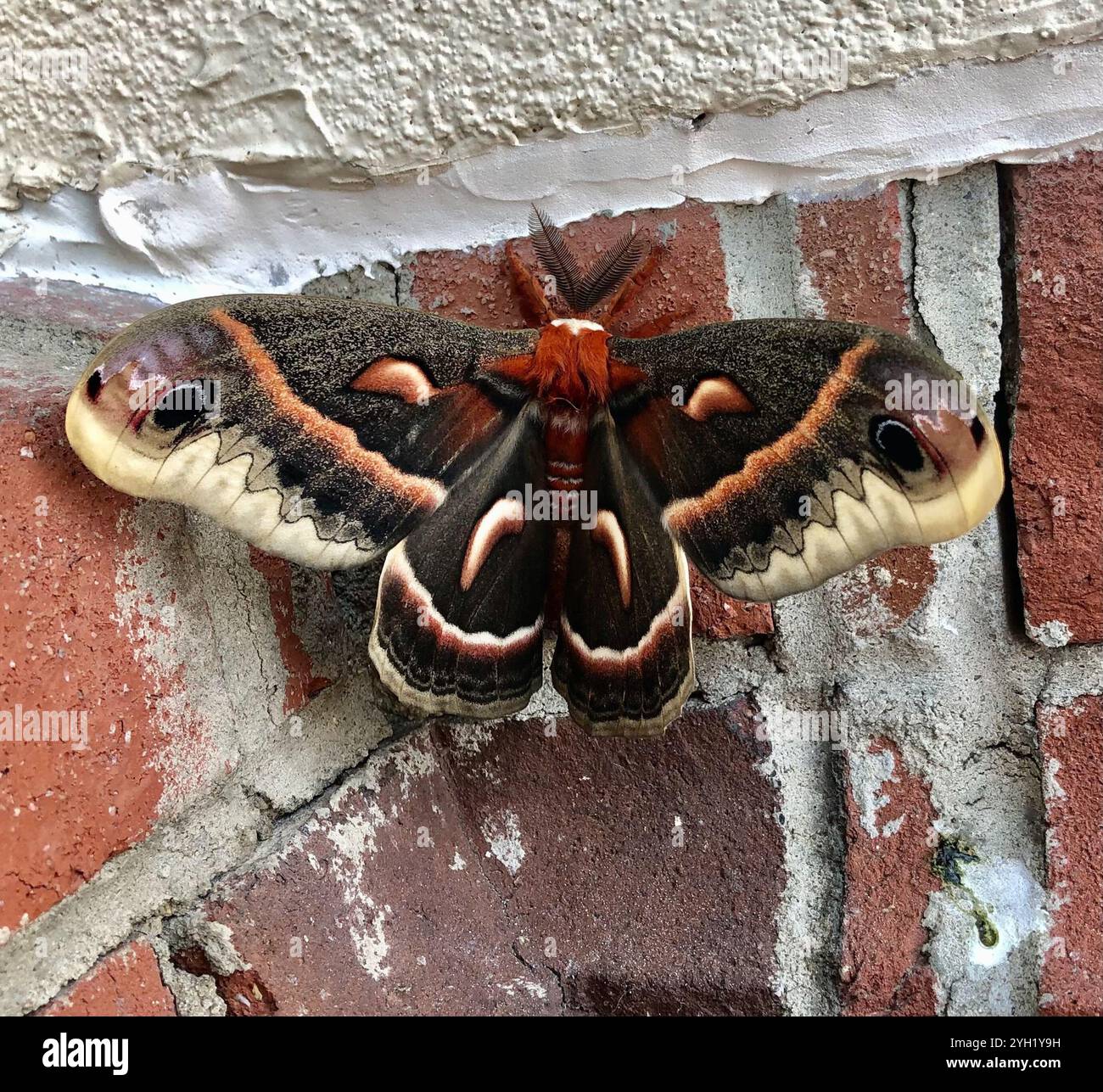 Cecropia Moth (Hyalophora cecropia Stock Photo - Alamy