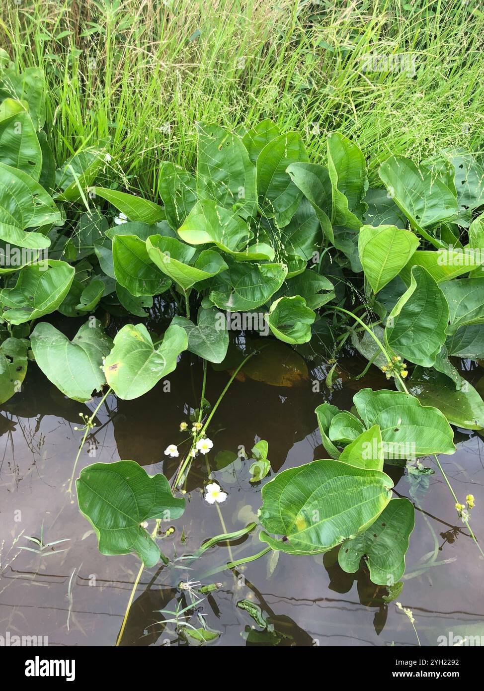 Creeping burhead (Echinodorus cordifolius Stock Photo - Alamy