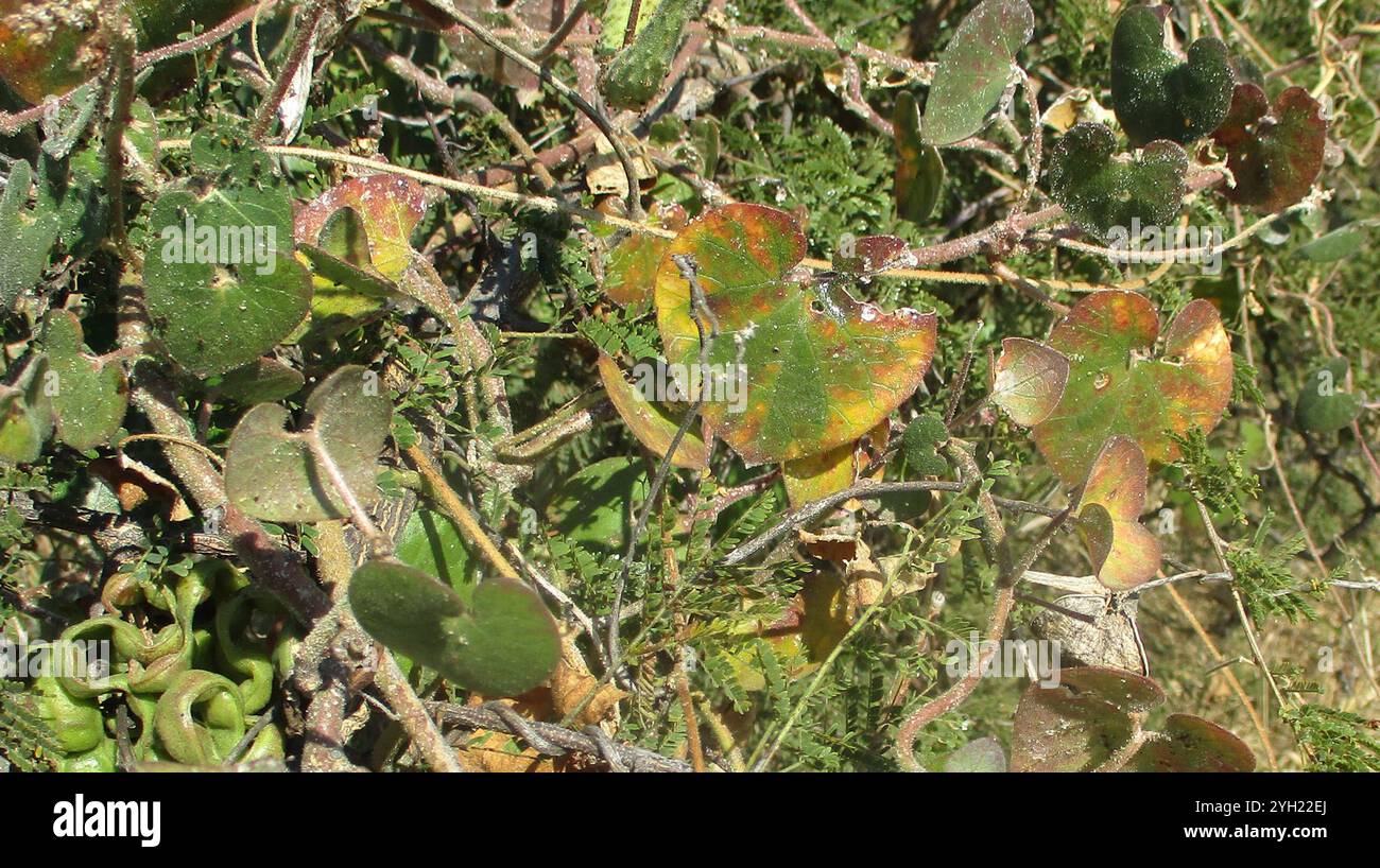 Daemia Trellis Vine (Pergularia daemia daemia Stock Photo - Alamy