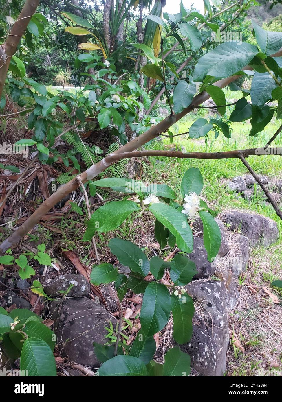 Common guava (Psidium guajava Stock Photo - Alamy