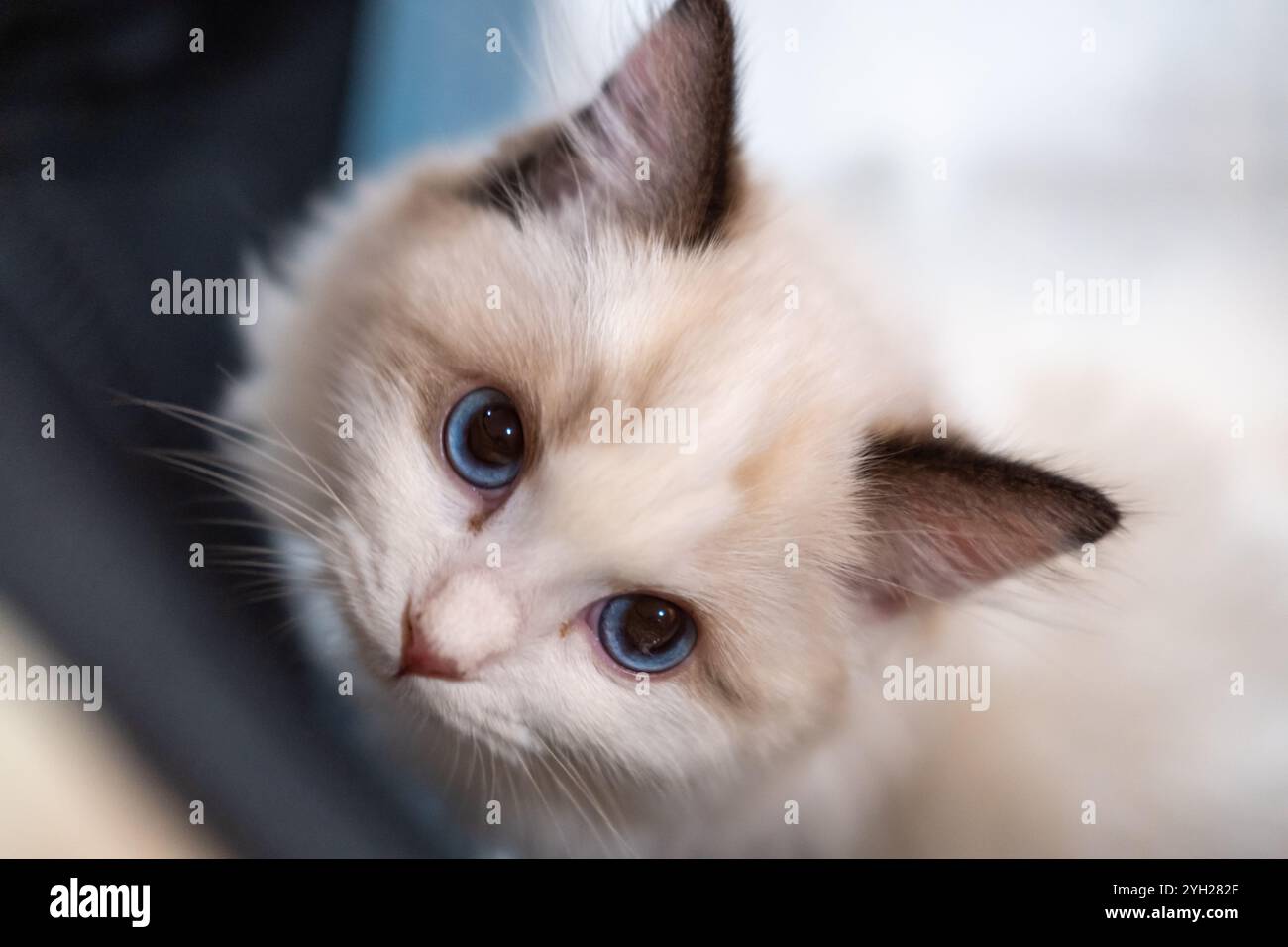 Cute, small Ragdoll cat. 4 months old. Standing on the floor and asking ...