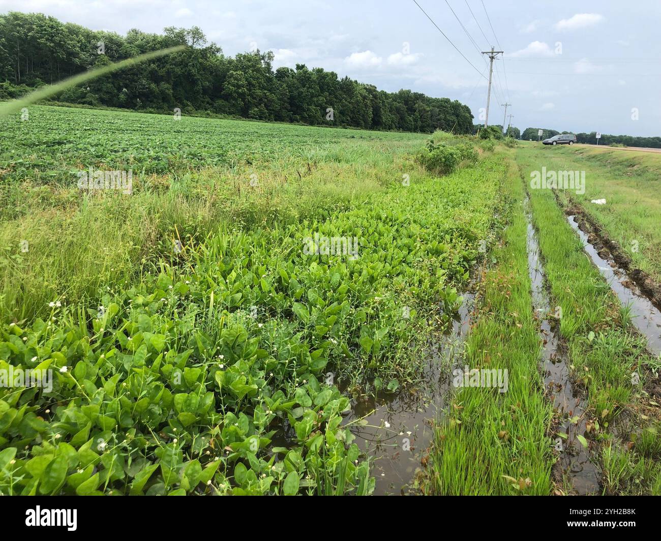Creeping burhead (Echinodorus cordifolius Stock Photo - Alamy