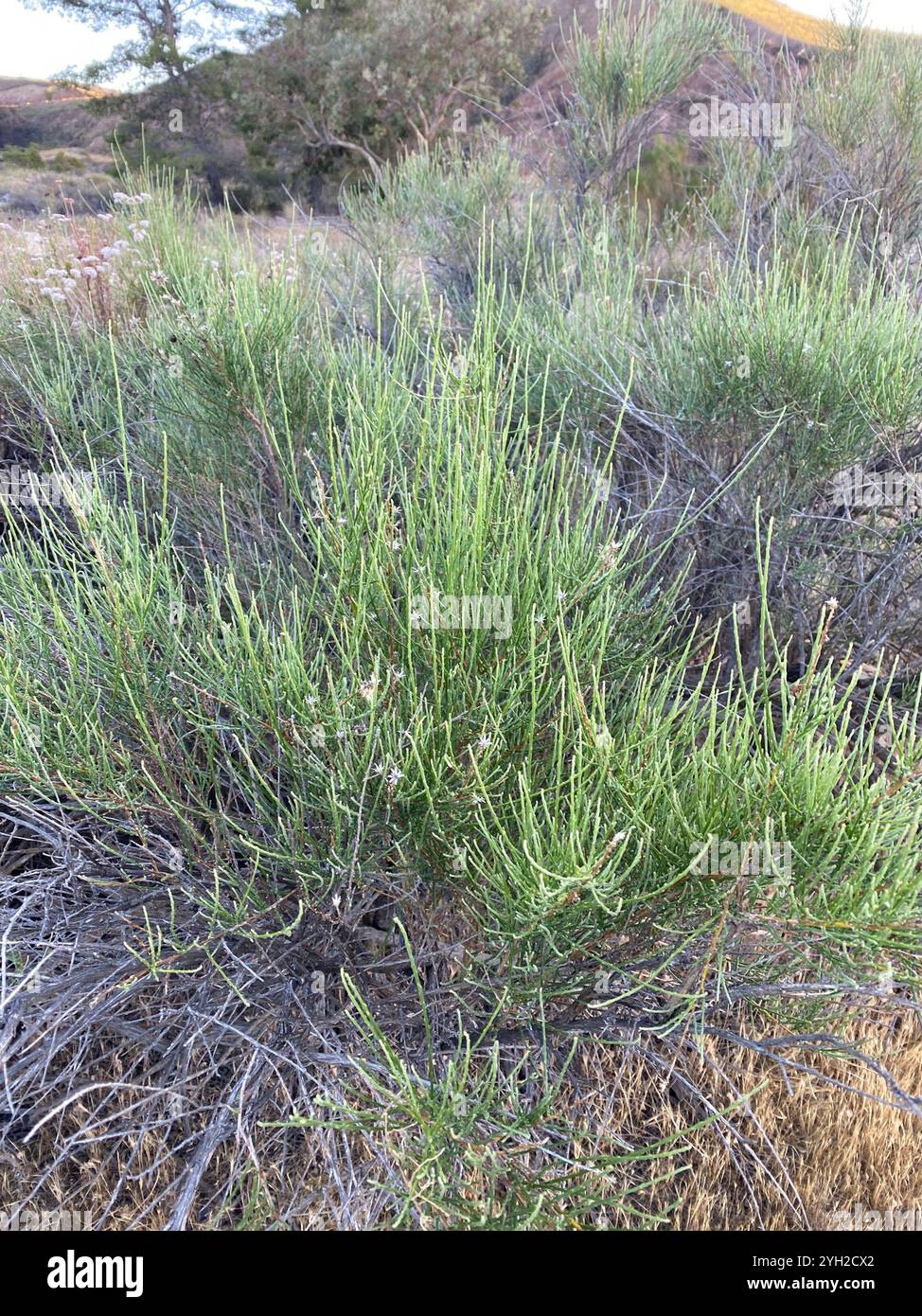 California broomsage hi-res stock photography and images - Alamy