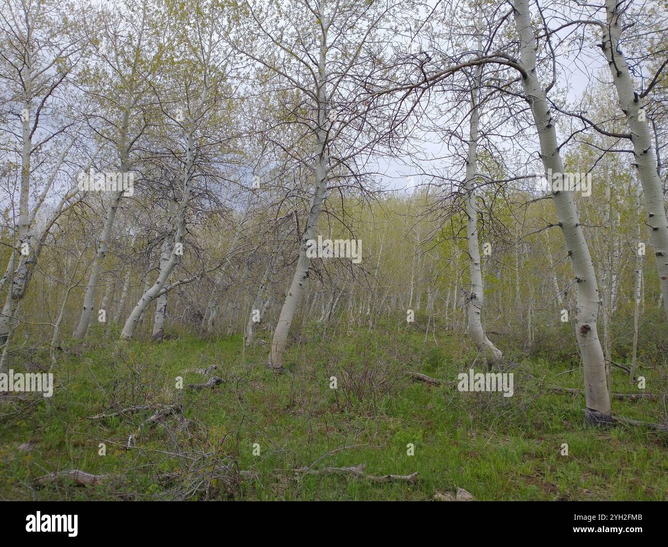 trembling aspen (Populus tremuloides Stock Photo - Alamy