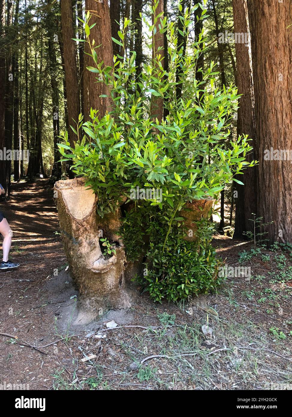 California bay (Umbellularia californica Stock Photo - Alamy