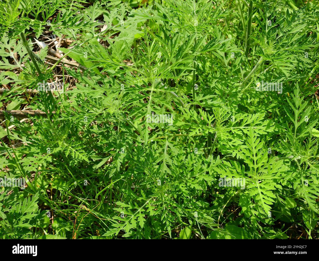 common ragweed (Ambrosia artemisiifolia Stock Photo - Alamy