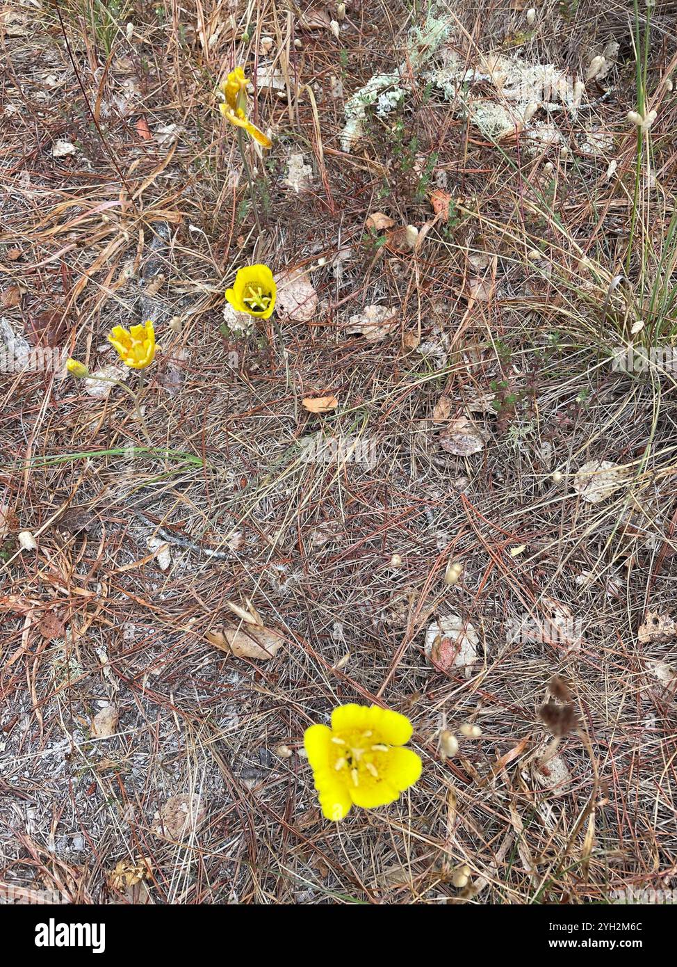 Mariposa - Yellow main image 0