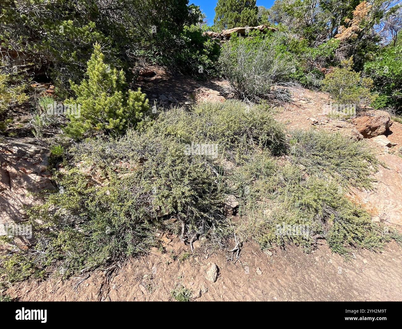 Antelope Bitterbrush (Purshia tridentata) Stock Photo