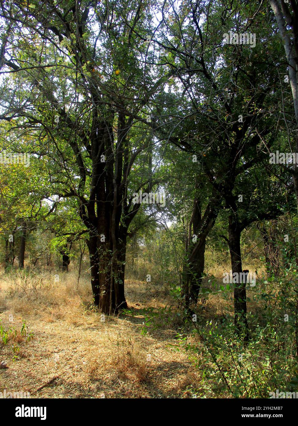 Tamboti Spirostachys Africana Stock Photo Alamy Tamboti Spirostachys Africana Stock Photo Alamy