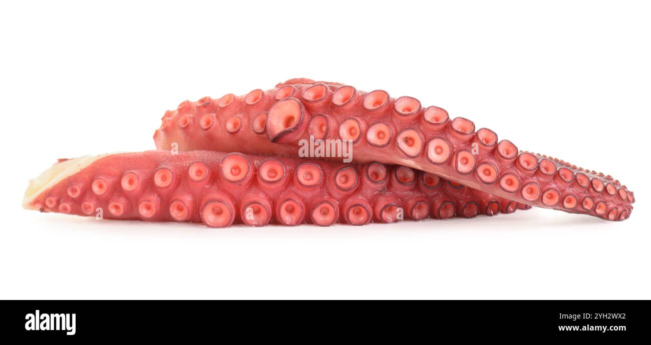 Two raw octopus tentacles isolated on white Stock Photo - Alamy
