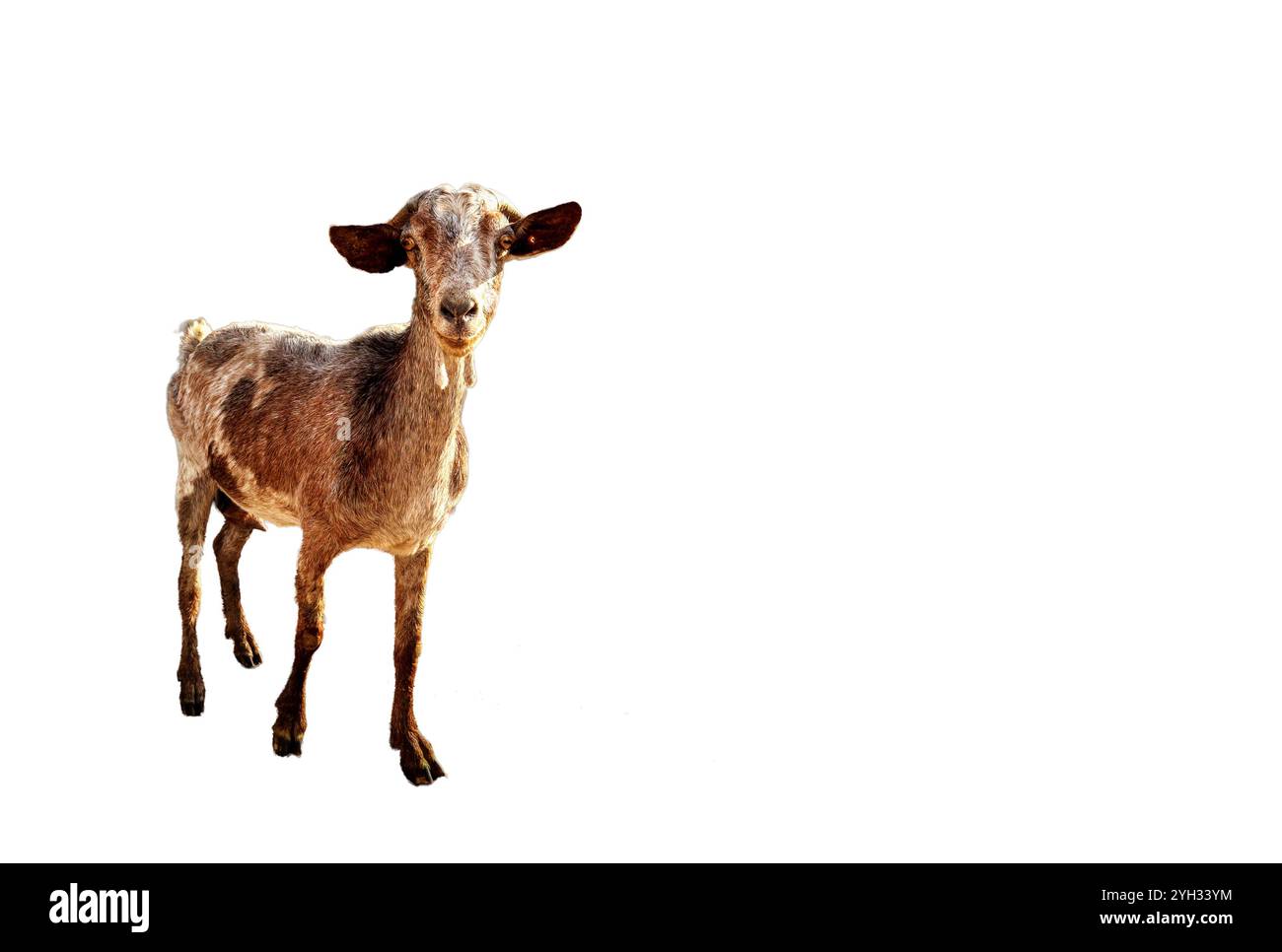 Goat isolated on white background Stock Photo