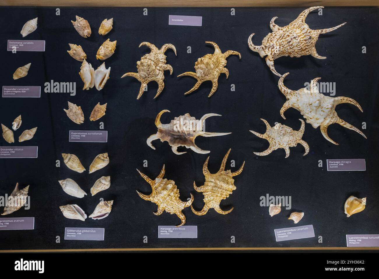 Museum Exhibition World Of Seashells Genus Strombidae Bel Ombre 