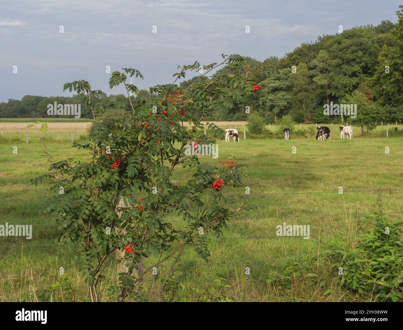 Rose hip bush hi-res stock photography and images - Alamy