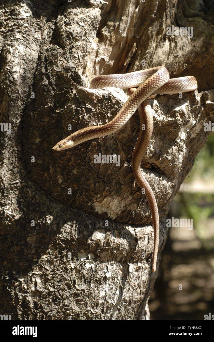 Snake basks in sun hi-res stock photography and images - Alamy