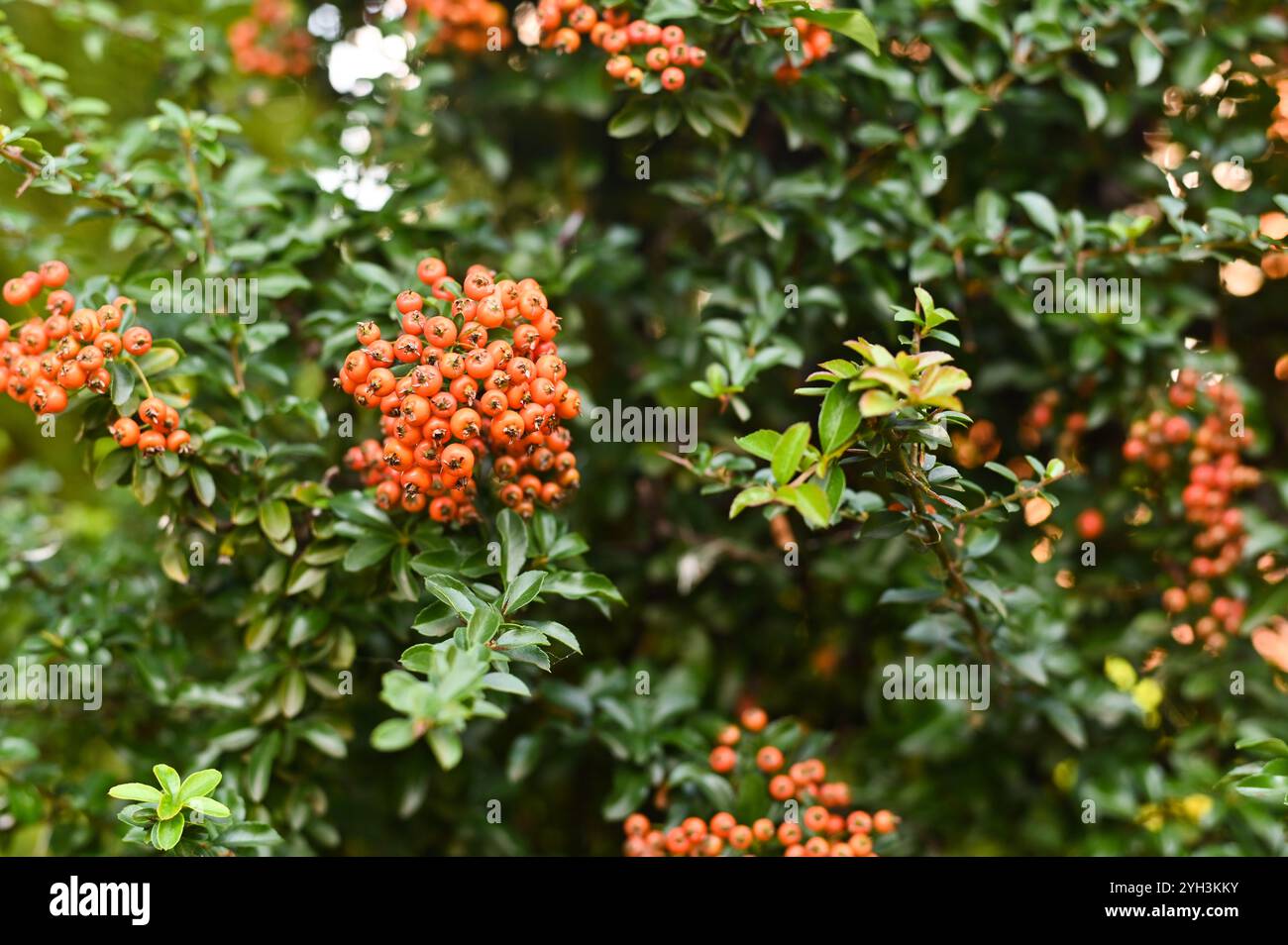Rapanea Punctata Pyracantha coccinea red berries close-up, evergreen plant Stock Photo ...