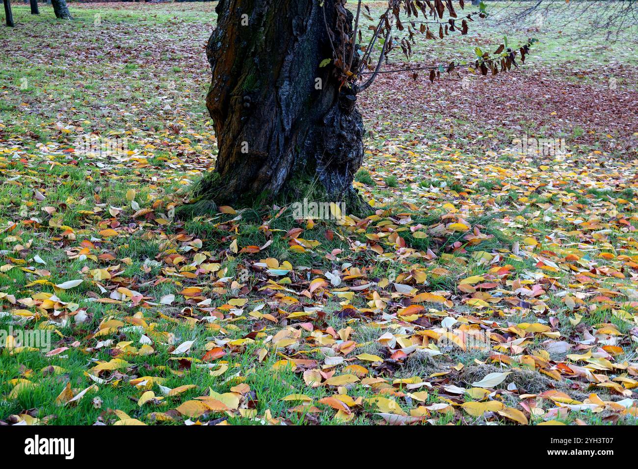 Leafy green base hi-res stock photography and images - Alamy