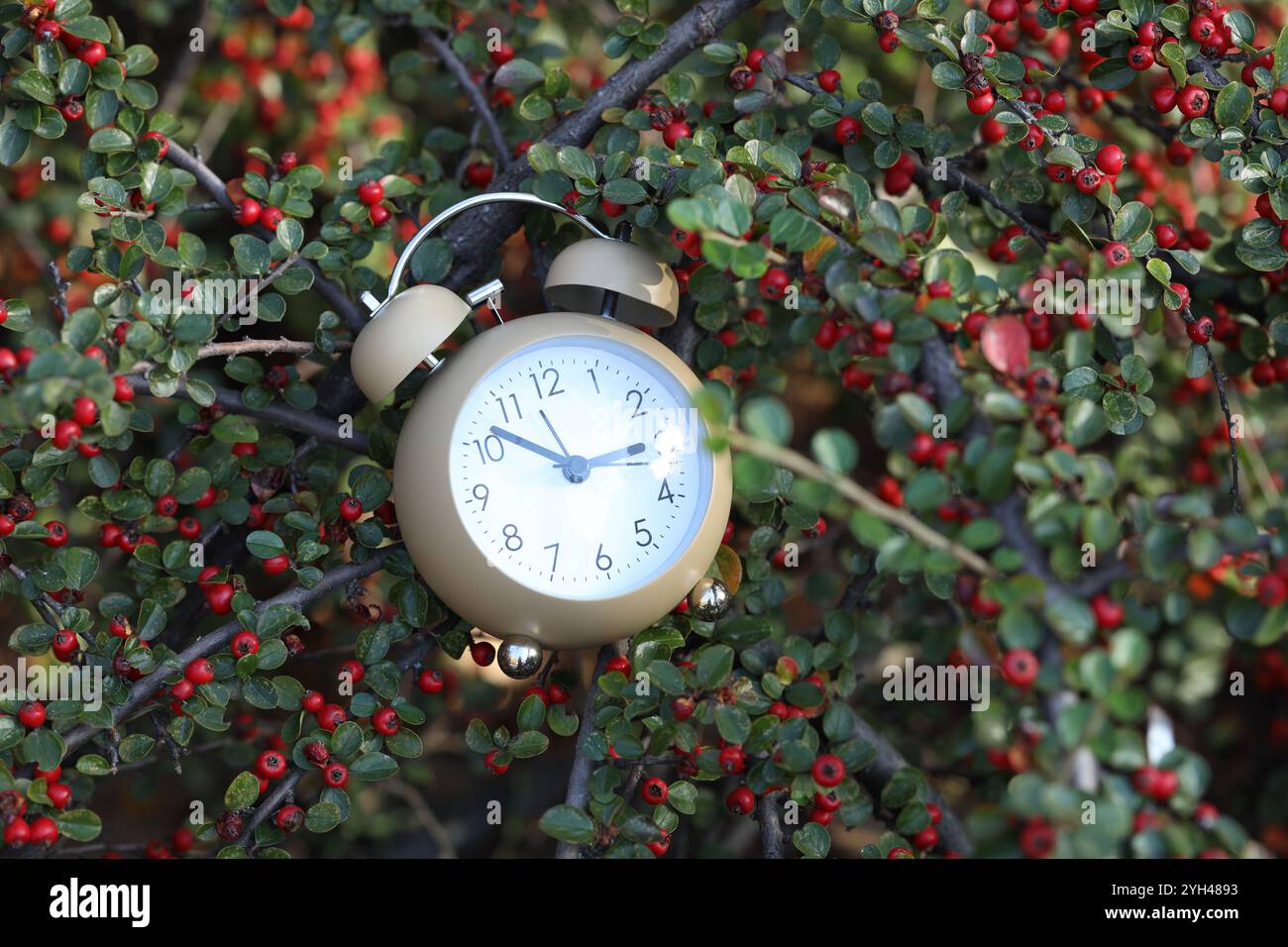 Autumn time. Alarm clock on rowan tree branches, closeup Stock Photo ...