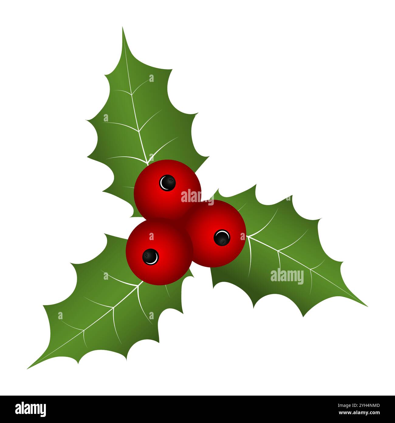 Christmas holly plant on white background Stock Vector Image & Art - Alamy