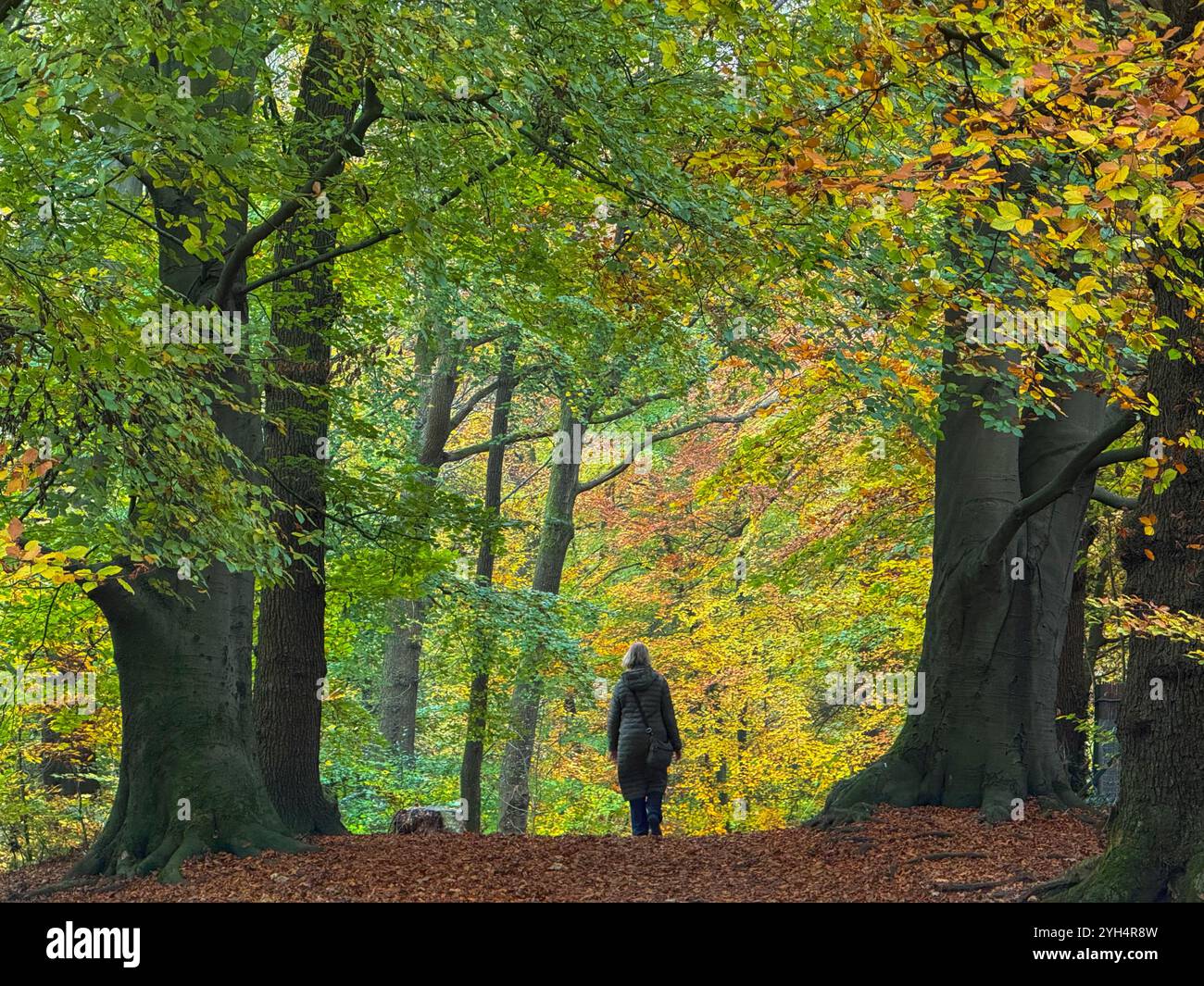 Woman Walking Through Autumn Leaves At Ashley Park Chorley Lancashire 