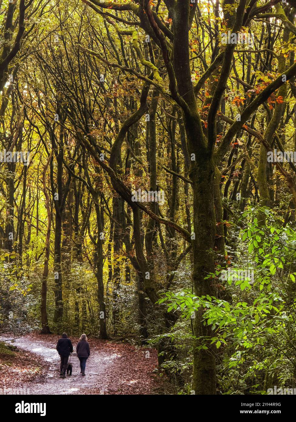 Two people walking with dog through autumn trees in Rivington near Chorley, Lancashire UK - Smartphone Captured Stock Image