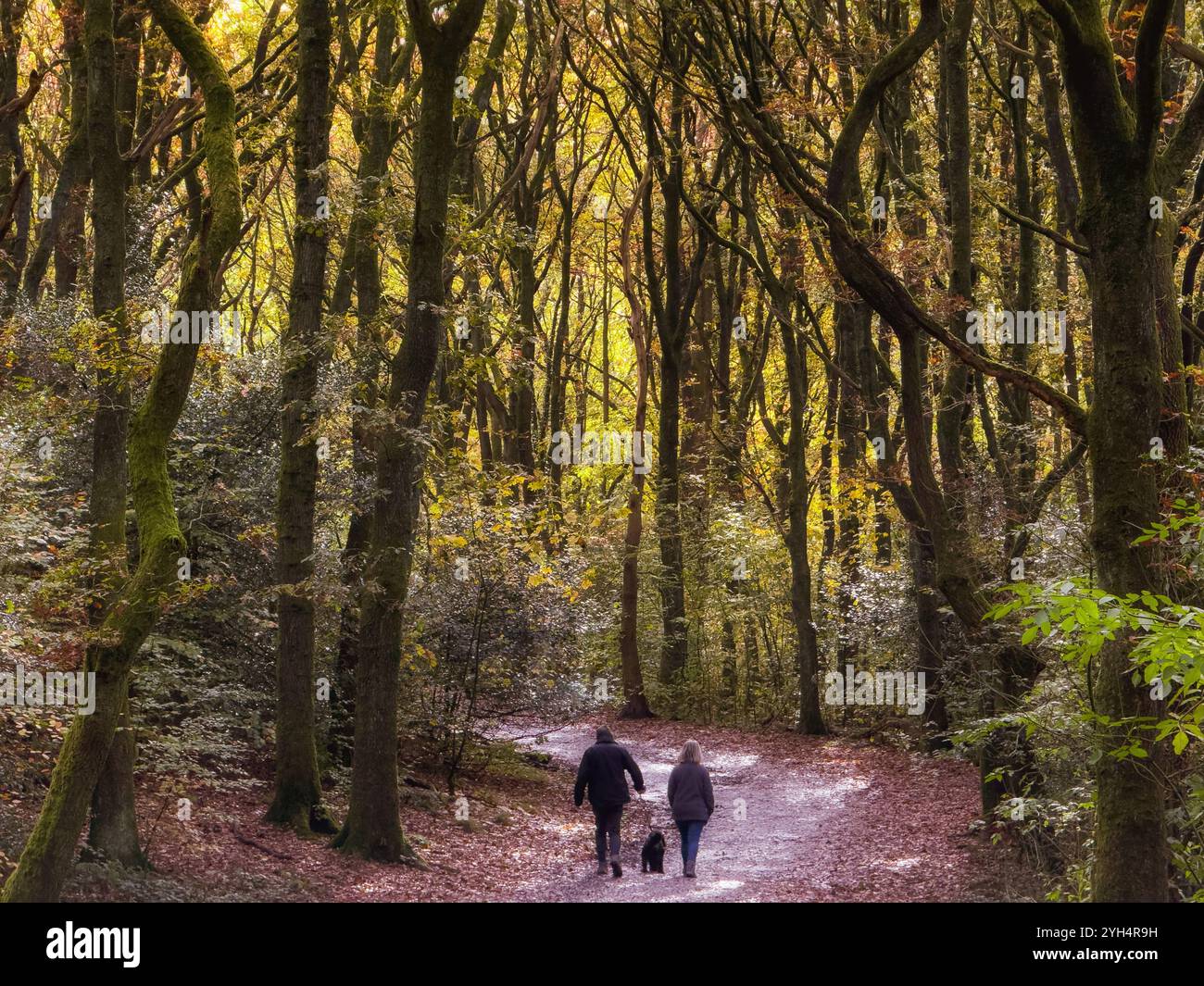 Two people walking with dog through autumn trees in Rivington near Chorley, Lancashire UK - Smartphone Captured Stock Image