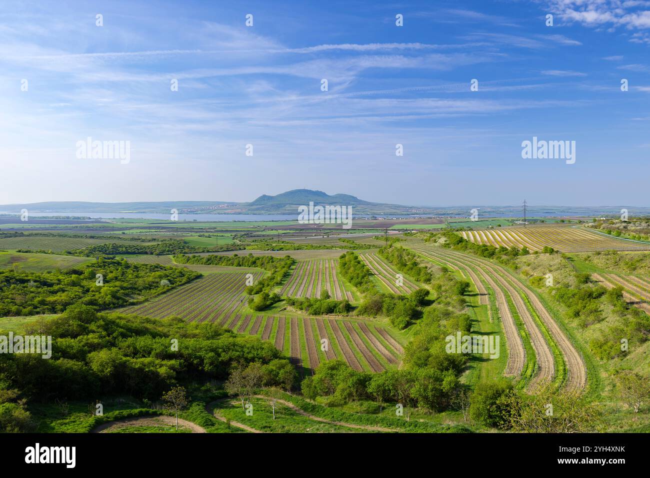 Vineyards under Palava,  Southern Moravia, Czech Republic Stock Photo