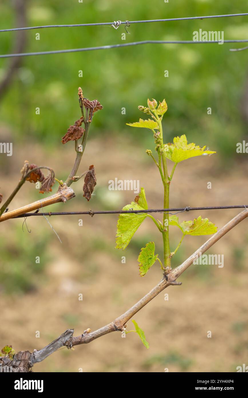 Spring vineyard damaged by heavy frost (brown parts are dead), vineyard where there will be very little harvest, Southern Moravia, Czech Republic Stock Photo